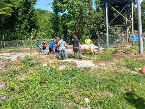 photo 6310019184117005865 y