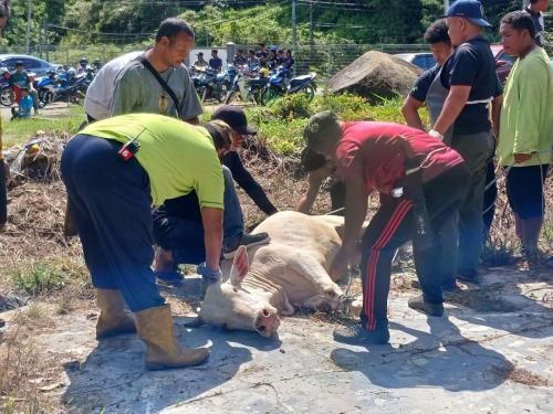 photo 6310019184117005869 y