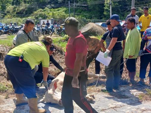 photo 6310019184117005870 y