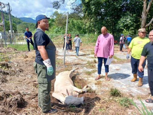 photo 6310019184117005873 y